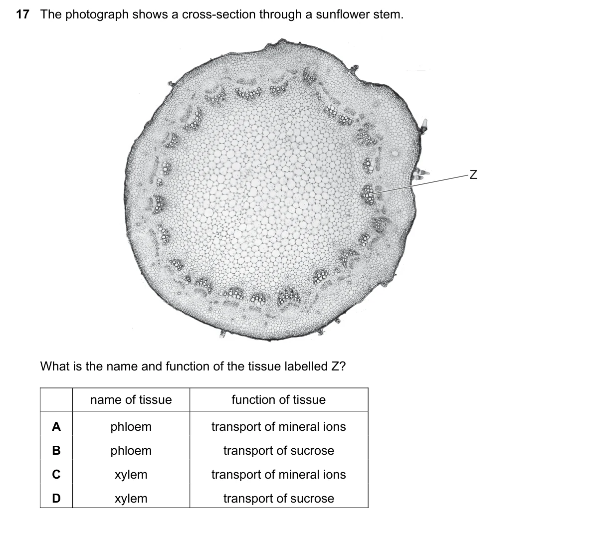 Question 17, November 2023, 0610 Paper 12