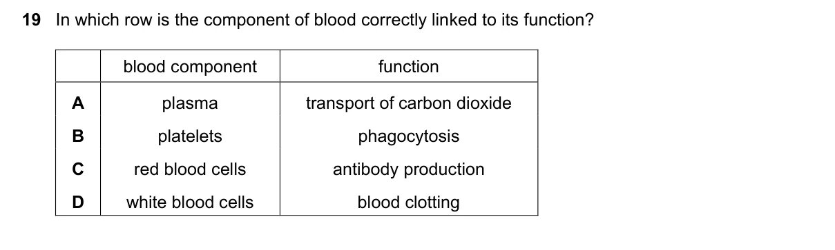 Question 19, November 2023, 0610 Paper 12
