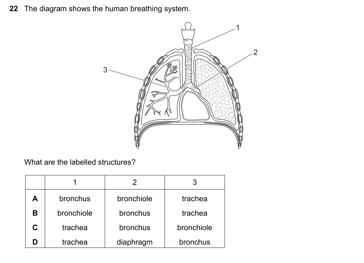 Question 22, November 2023, 0610 Paper 12