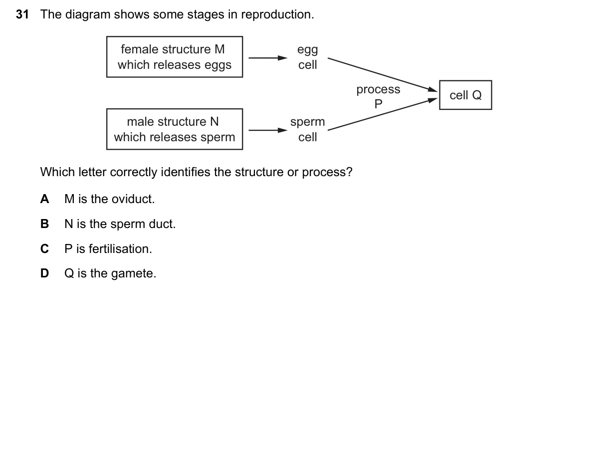 Question 31, November 2023, 0610 Paper 12