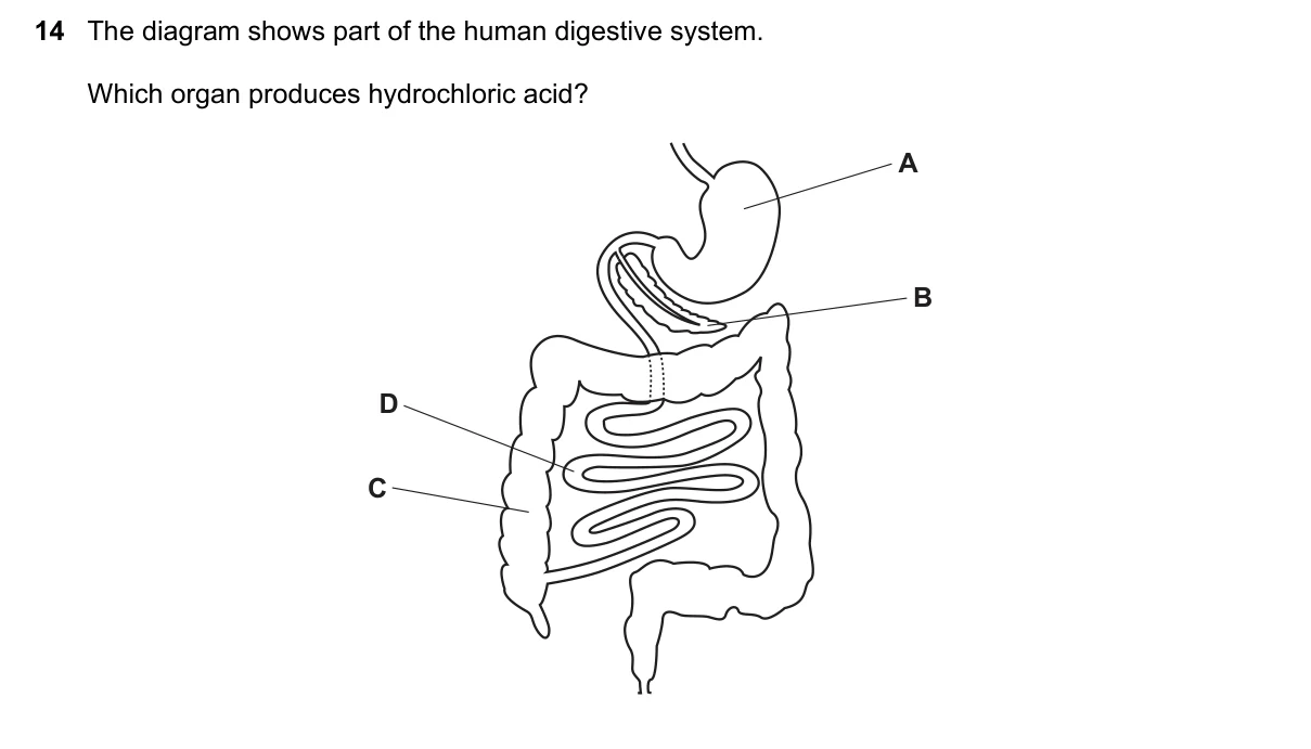 Question 14, November 2023, 0610 Paper 13