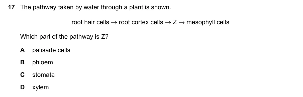Question 17, November 2023, 0610 Paper 13