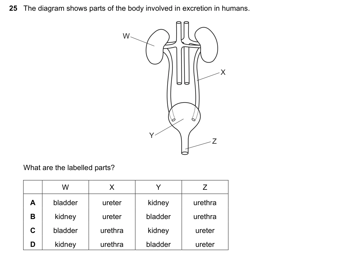 Question 25, November 2023, 0610 Paper 13