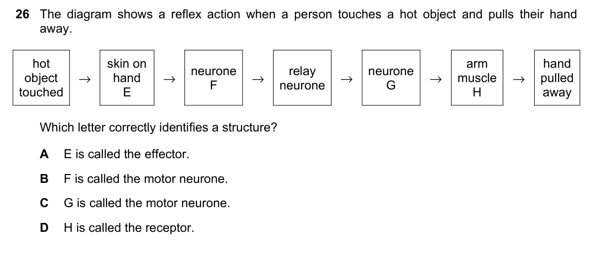 Question 26, November 2023, 0610 Paper 13