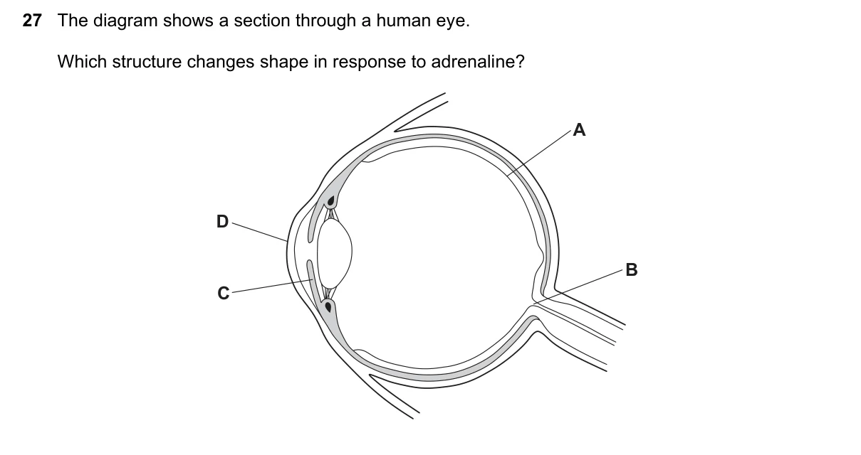 Question 27, November 2023, 0610 Paper 13
