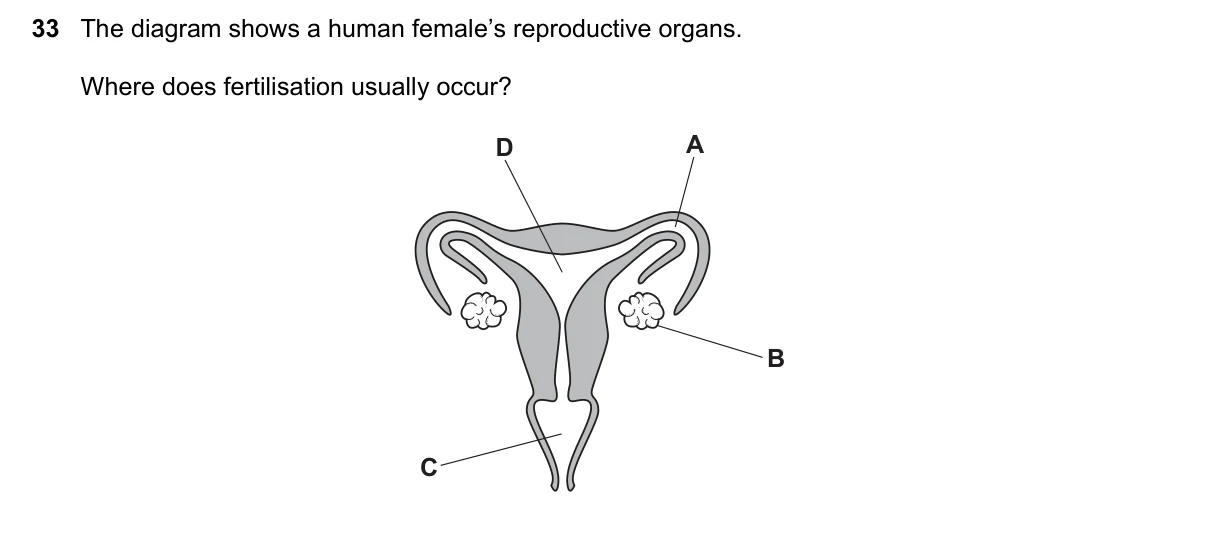 Question 33, November 2023, 0610 Paper 13