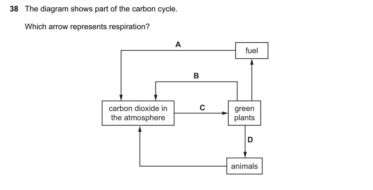 Question 38, November 2023, 0610 Paper 13