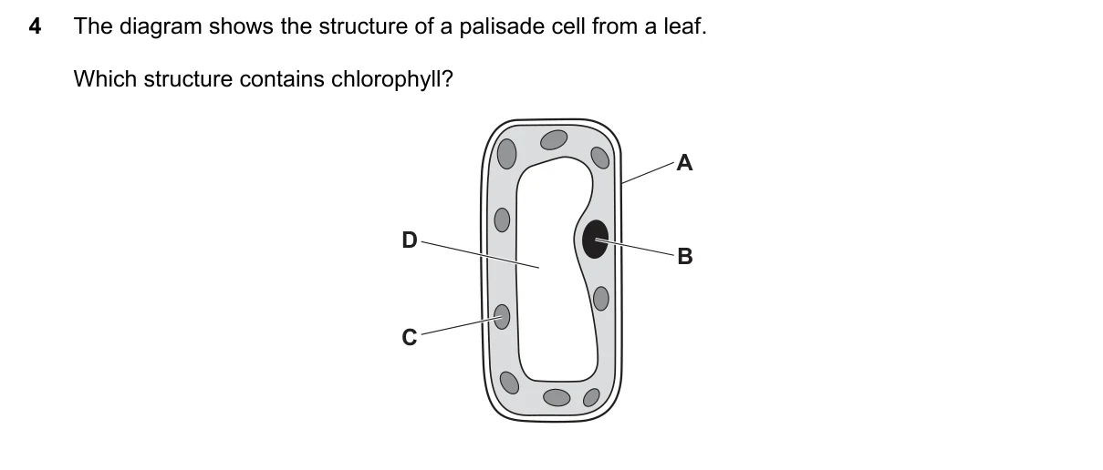 Question 4, November 2023, 0610 Paper 13