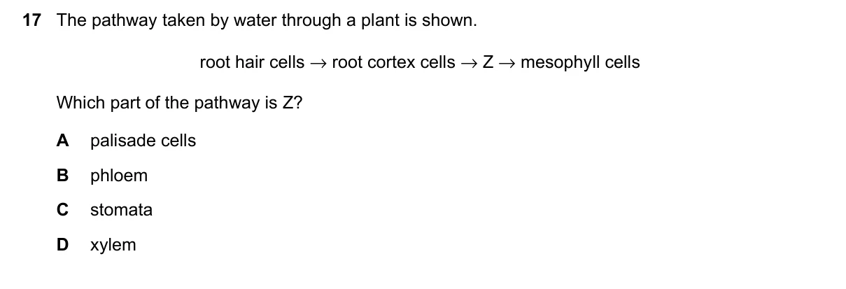 Question 17, November 2023, 0610 Paper 23