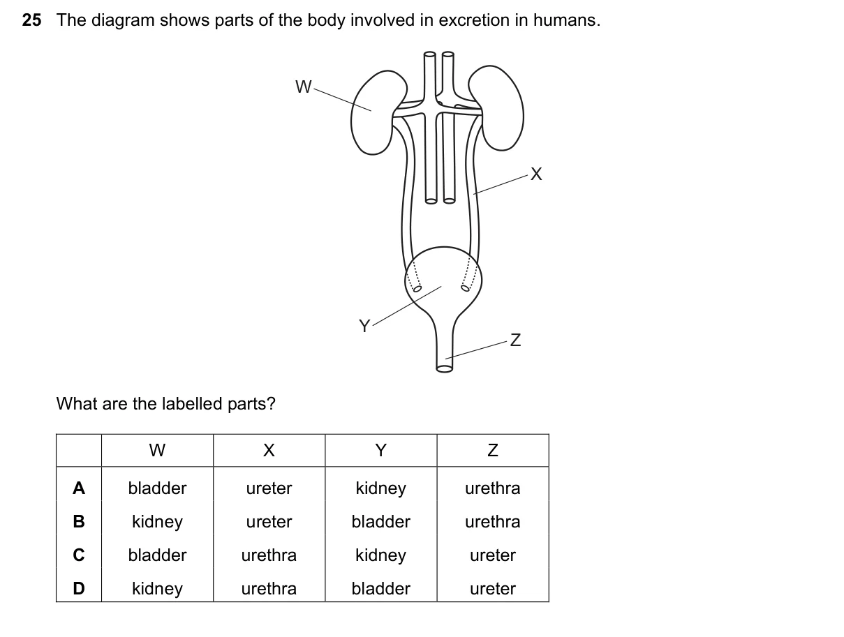 Question 25, November 2023, 0610 Paper 23