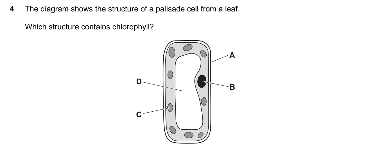 Question 4, November 2023, 0610 Paper 23
