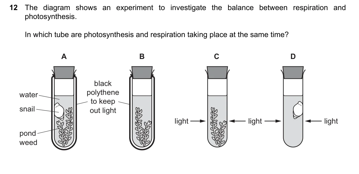 Question 12, March 2024, 0610 Paper 12