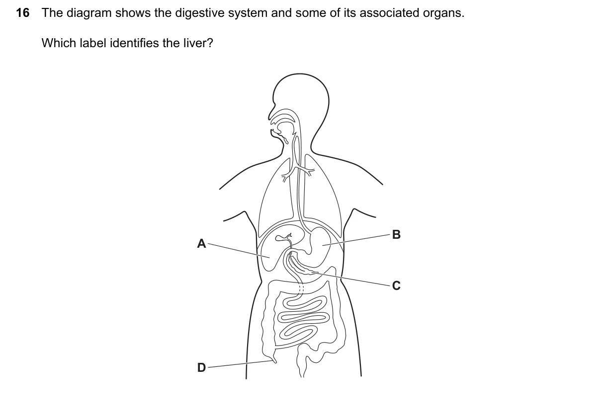Question 16, March 2024, 0610 Paper 12