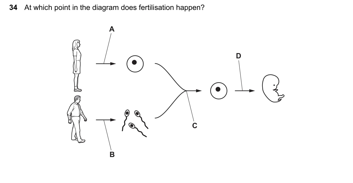 Question 34, March 2024, 0610 Paper 12