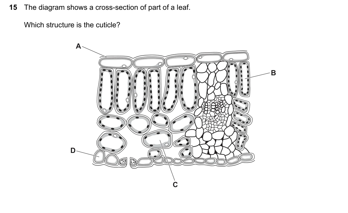 Question 15, March 2024, 0610 Paper 22