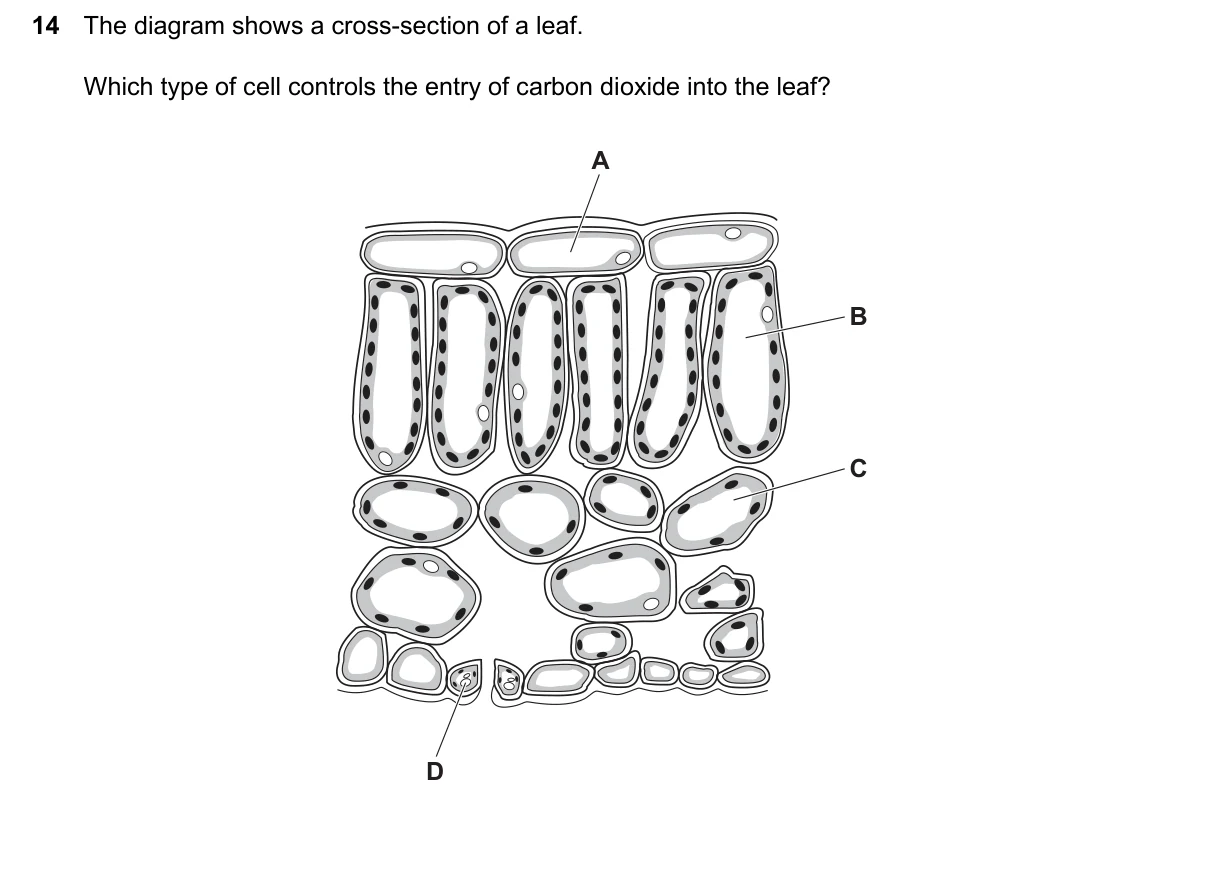 Question 14, June 2024, 0610 Paper 11