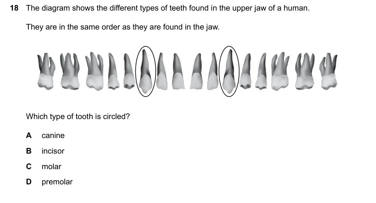 Question 18, June 2024, 0610 Paper 11