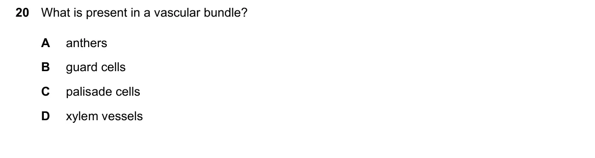 Question 20, June 2024, 0610 Paper 11