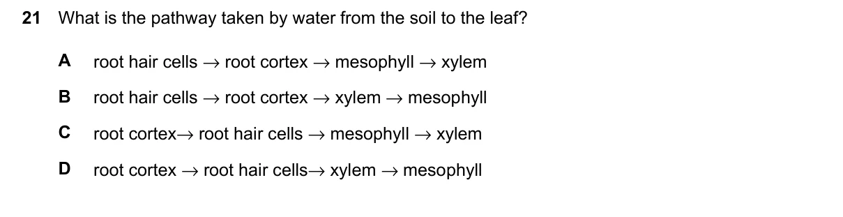 Question 21, June 2024, 0610 Paper 11
