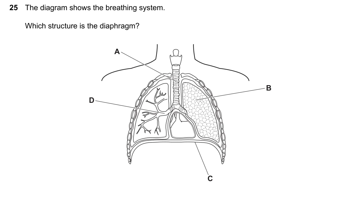 Question 25, June 2024, 0610 Paper 11
