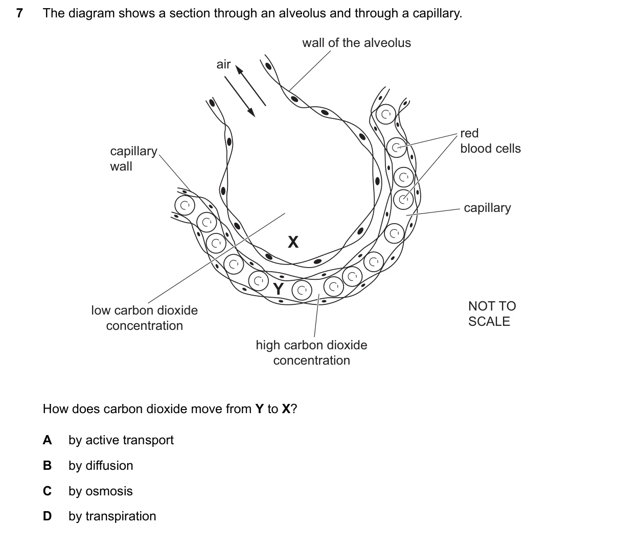 Question 7, June 2024, 0610 Paper 11