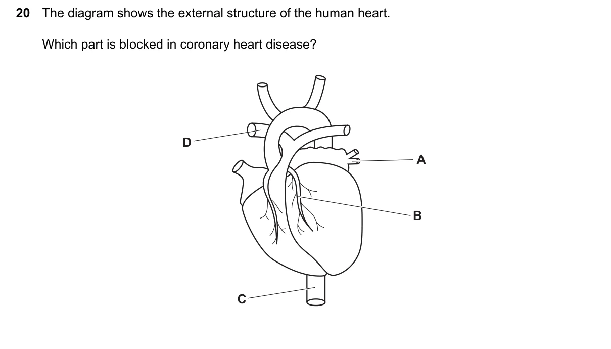 Question 20, June 2024, 0610 Paper 21