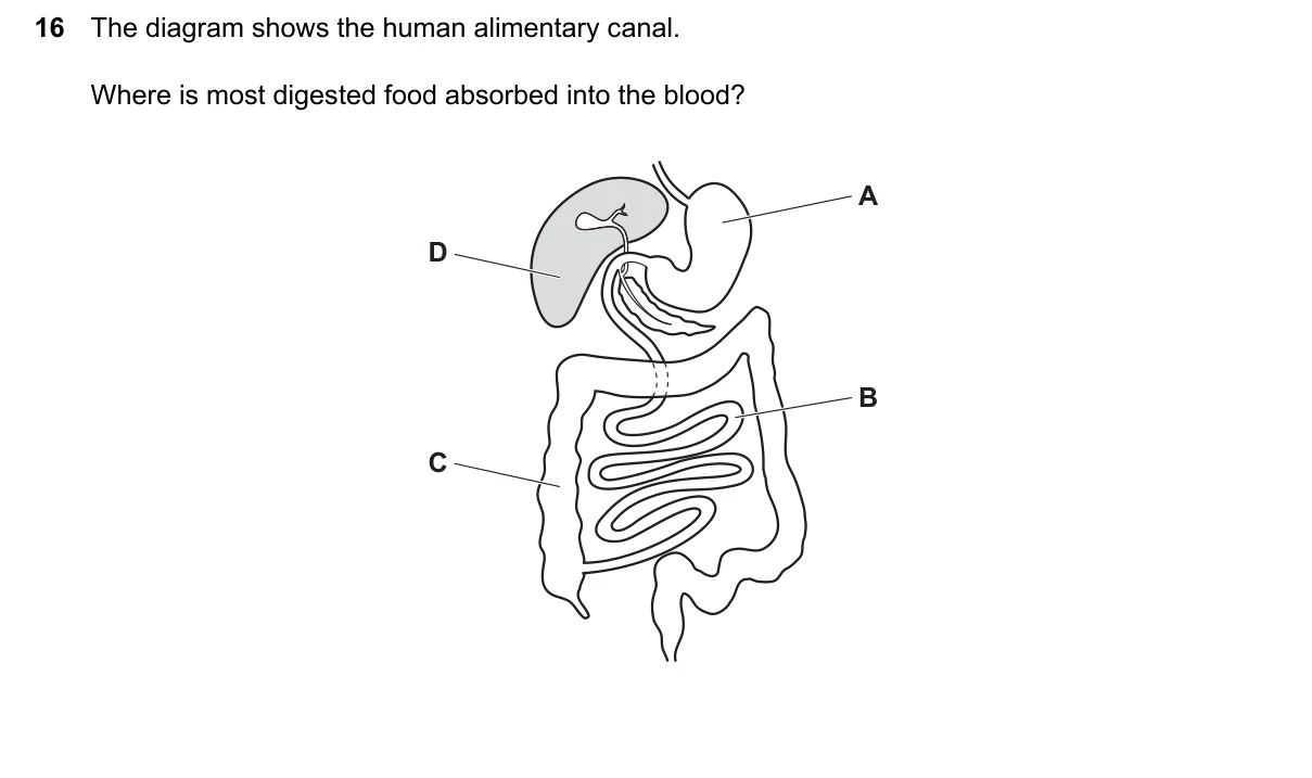 Question 16, June 2024, 0610 Paper 12