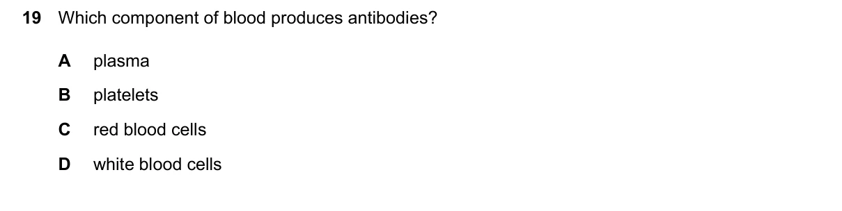 Question 19, June 2024, 0610 Paper 22