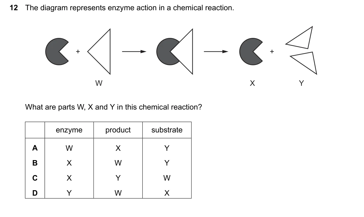 Question 12, June 2024, 0610 Paper 13