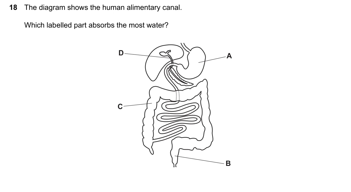 Question 18, June 2024, 0610 Paper 13