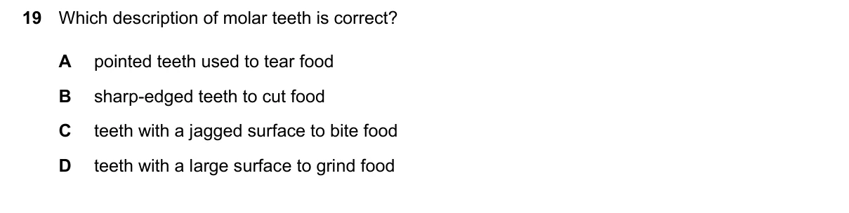 Question 19, June 2024, 0610 Paper 13