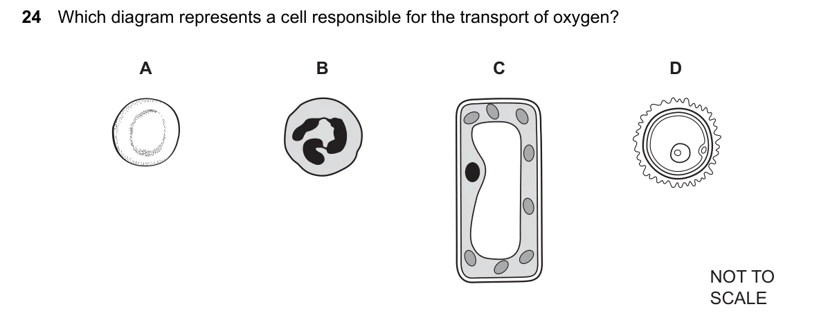 Question 24, June 2024, 0610 Paper 13