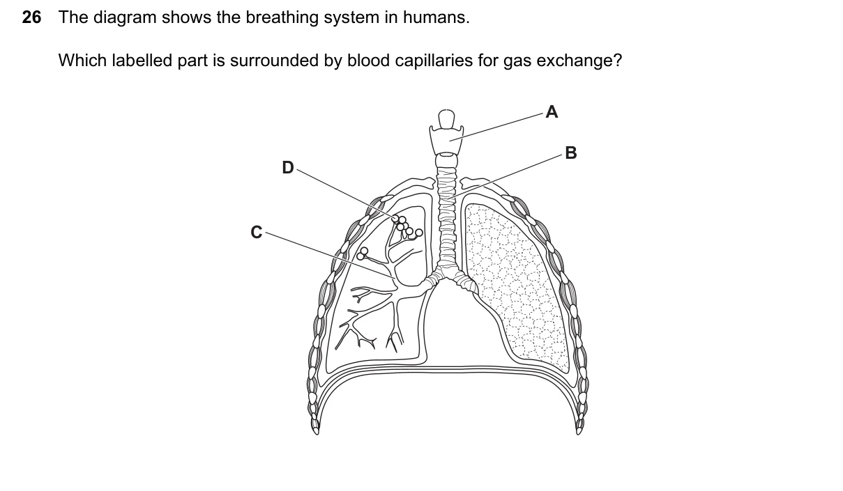 Question 26, June 2024, 0610 Paper 13
