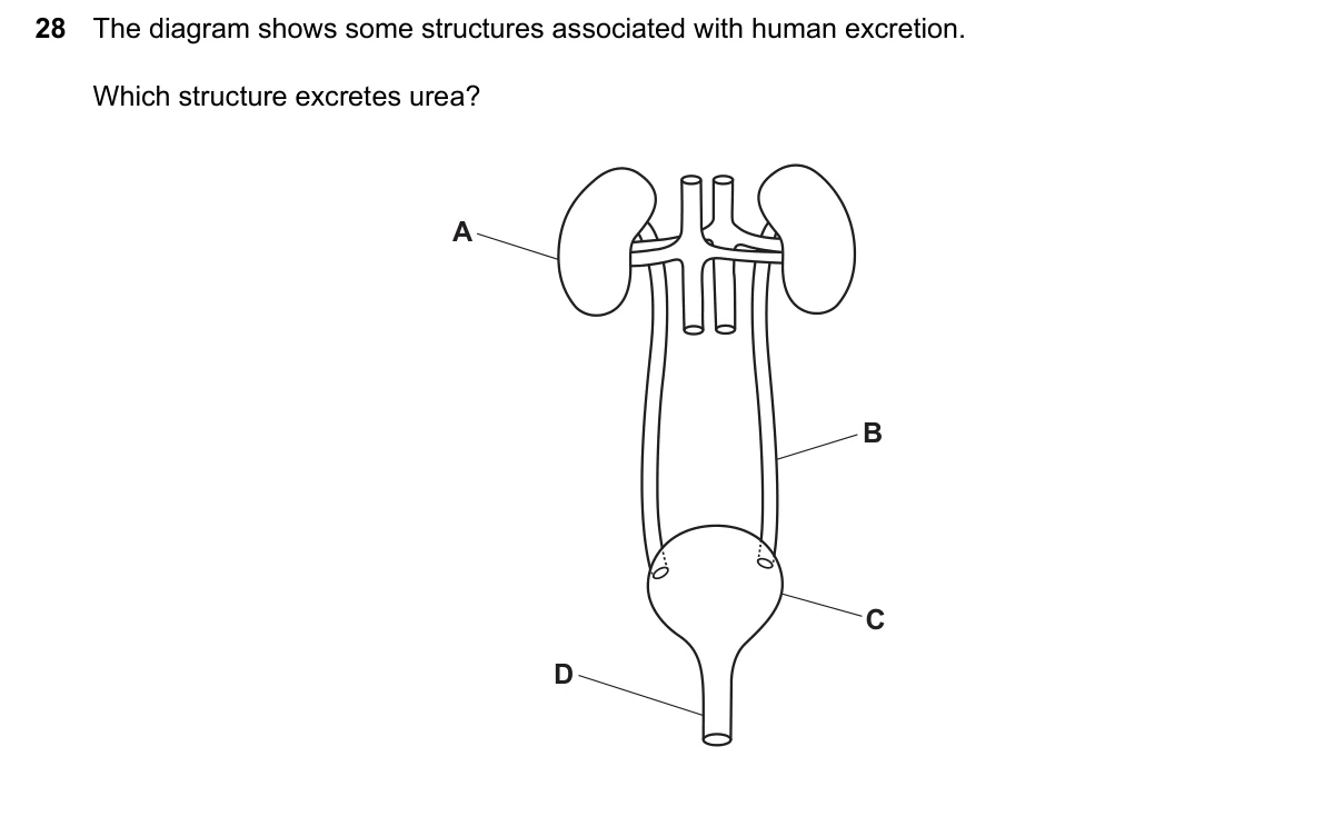 Question 28, June 2024, 0610 Paper 13