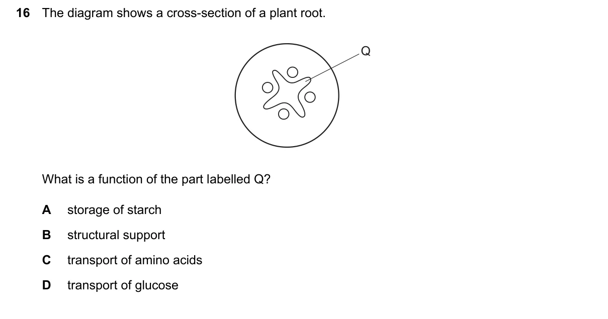 Question 16, June 2024, 0610 Paper 23
