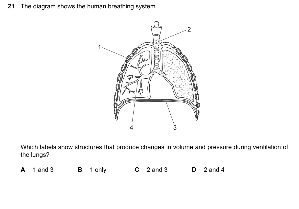 Question 21, June 2024, 0610 Paper 23