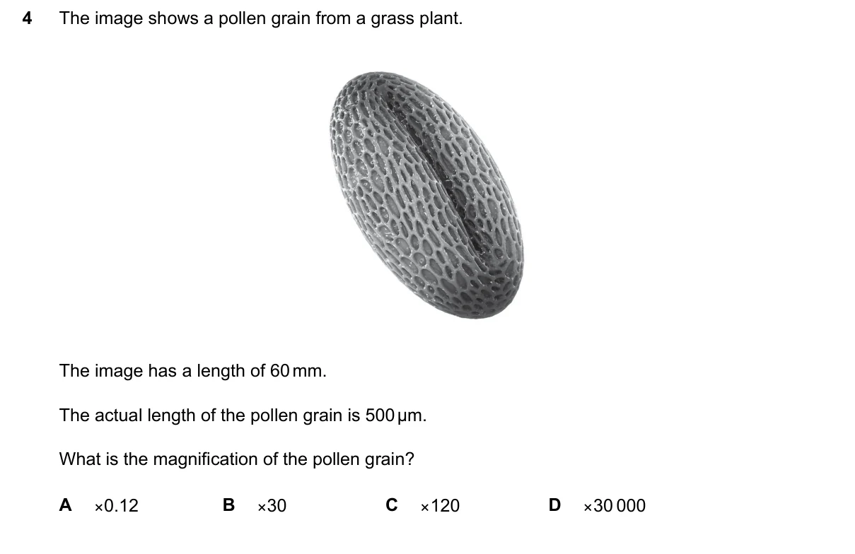 Question 4, June 2024, 0610 Paper 23
