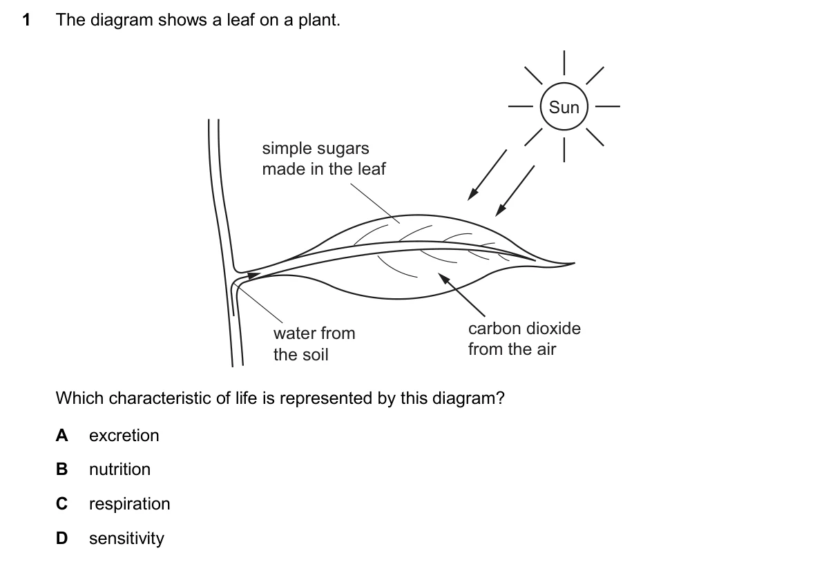 Question 1, November 2024, 0610 Paper 11