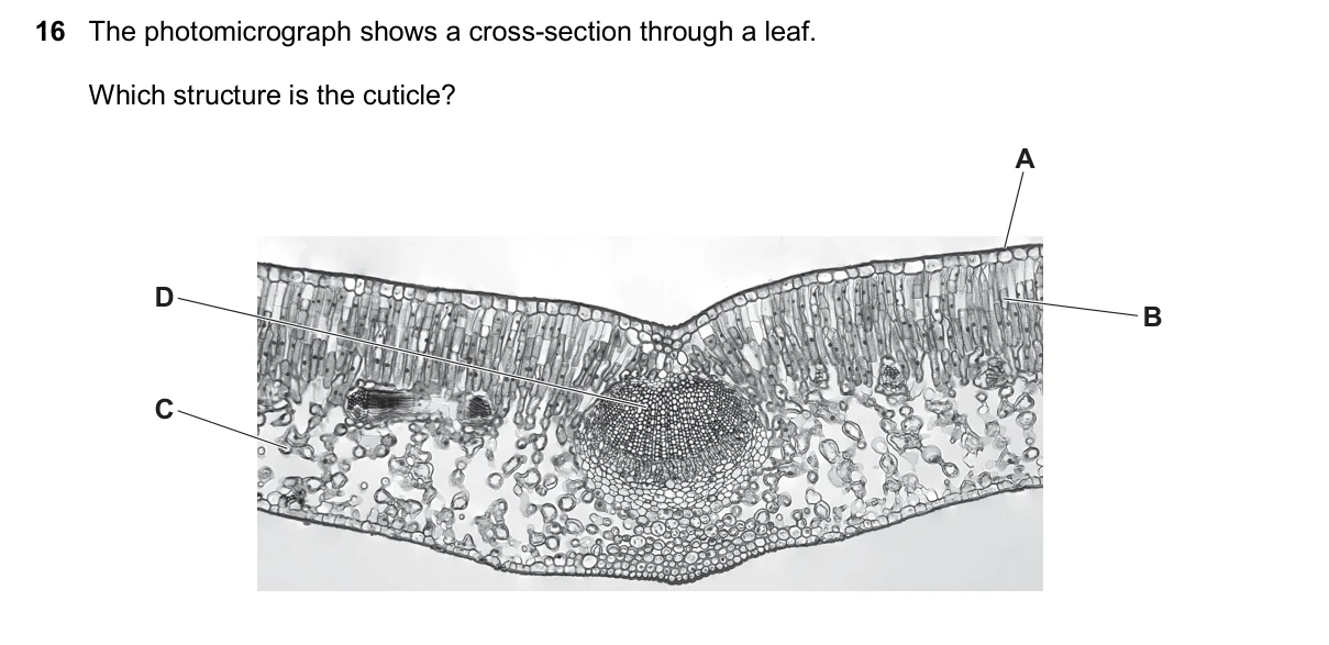 Question 16, November 2024, 0610 Paper 11
