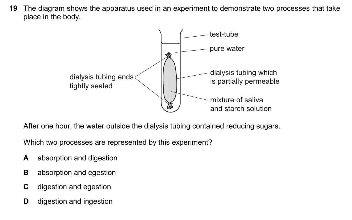 Question 19, November 2024, 0610 Paper 11