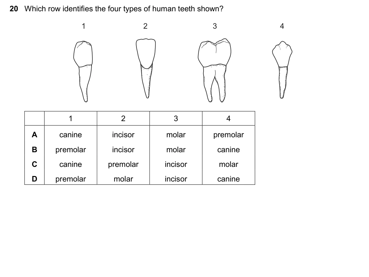 Question 20, November 2024, 0610 Paper 11