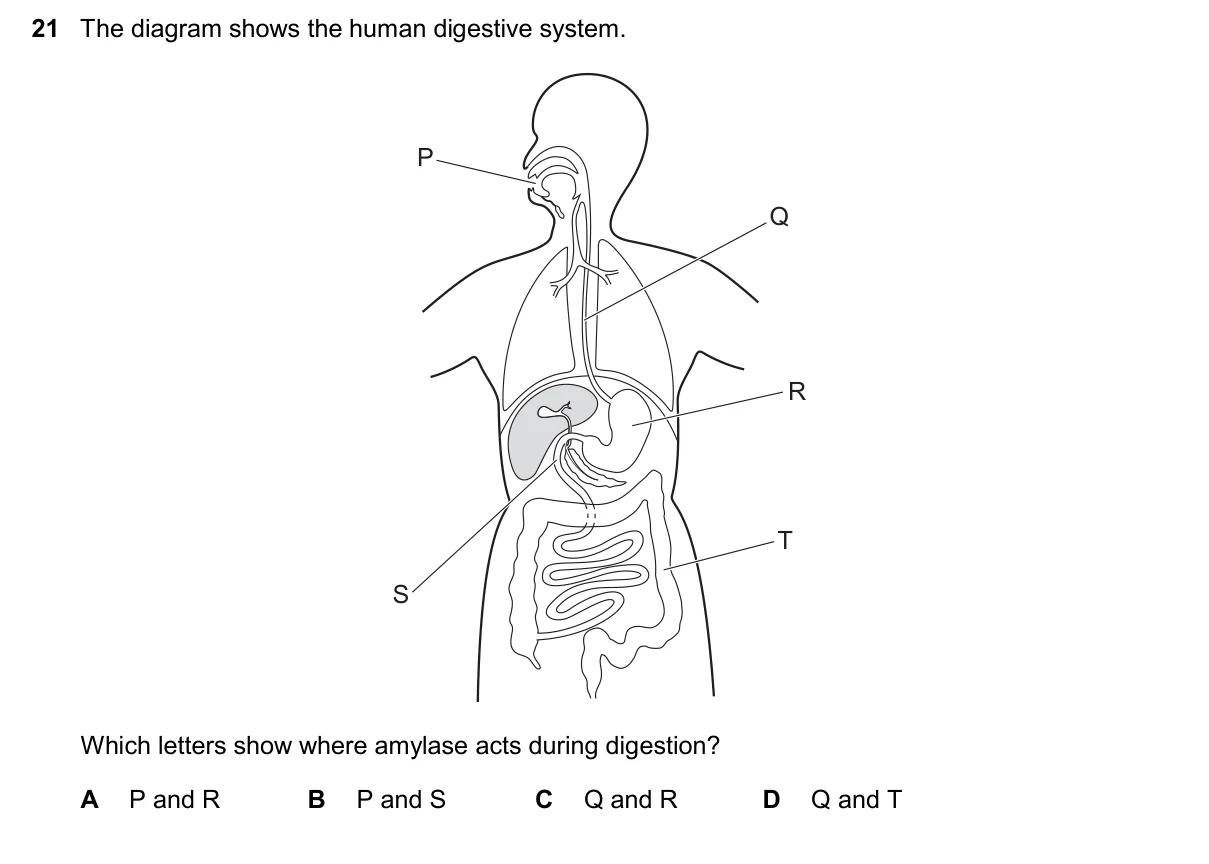 Question 21, November 2024, 0610 Paper 11