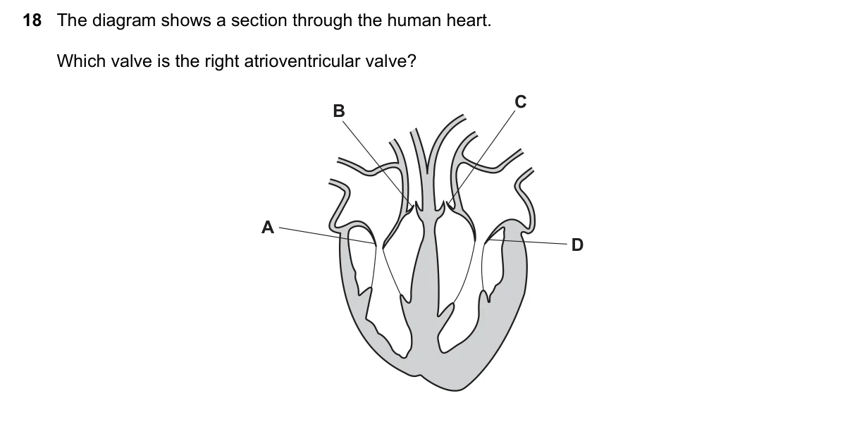 Question 18, November 2024, 0610 Paper 21