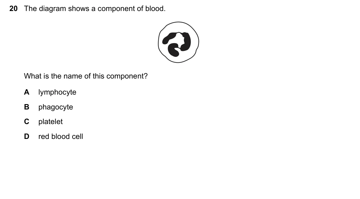 Question 20, November 2024, 0610 Paper 21