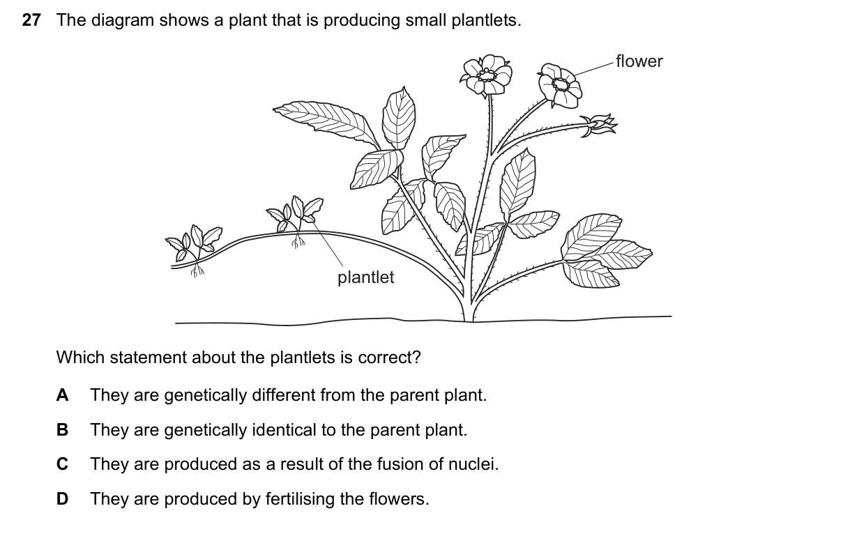 Question 27, November 2024, 0610 Paper 21