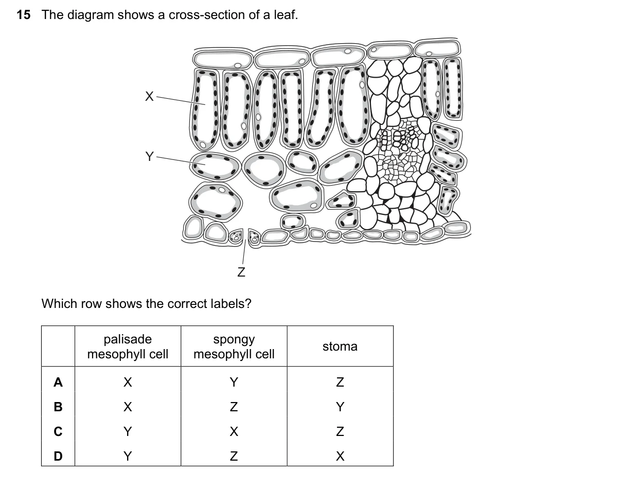Question 15, November 2024, 0610 Paper 12