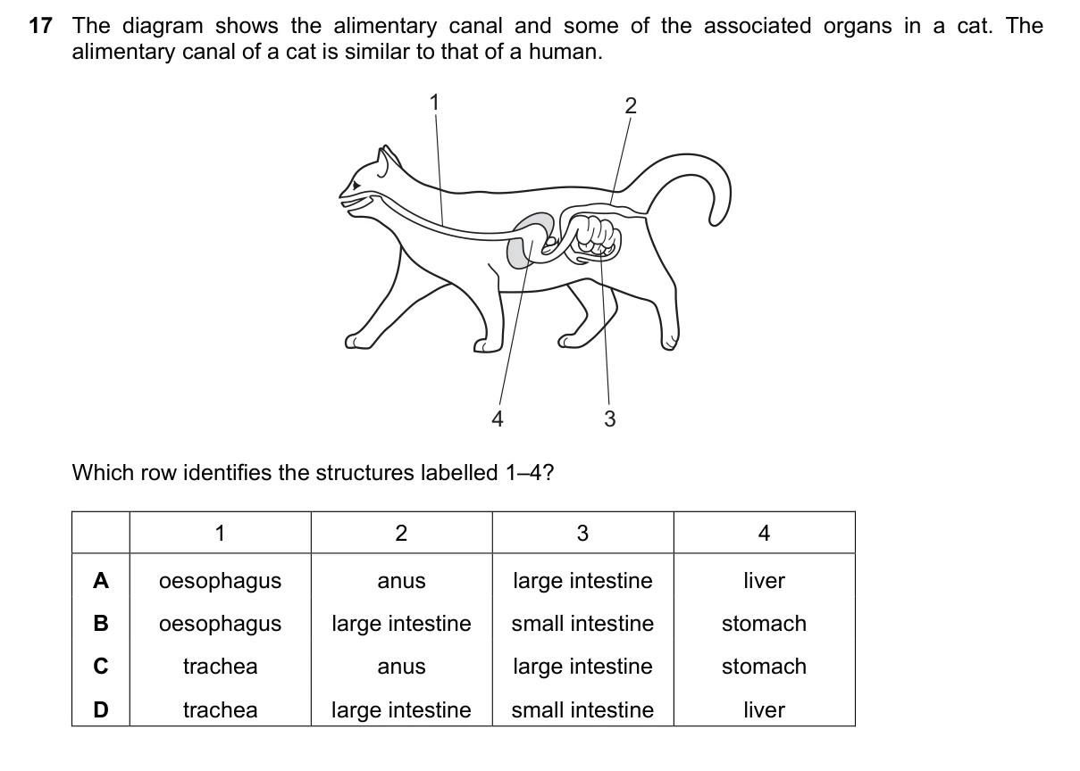 Question 17, November 2024, 0610 Paper 12