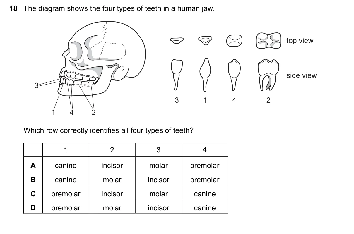 Question 18, November 2024, 0610 Paper 12