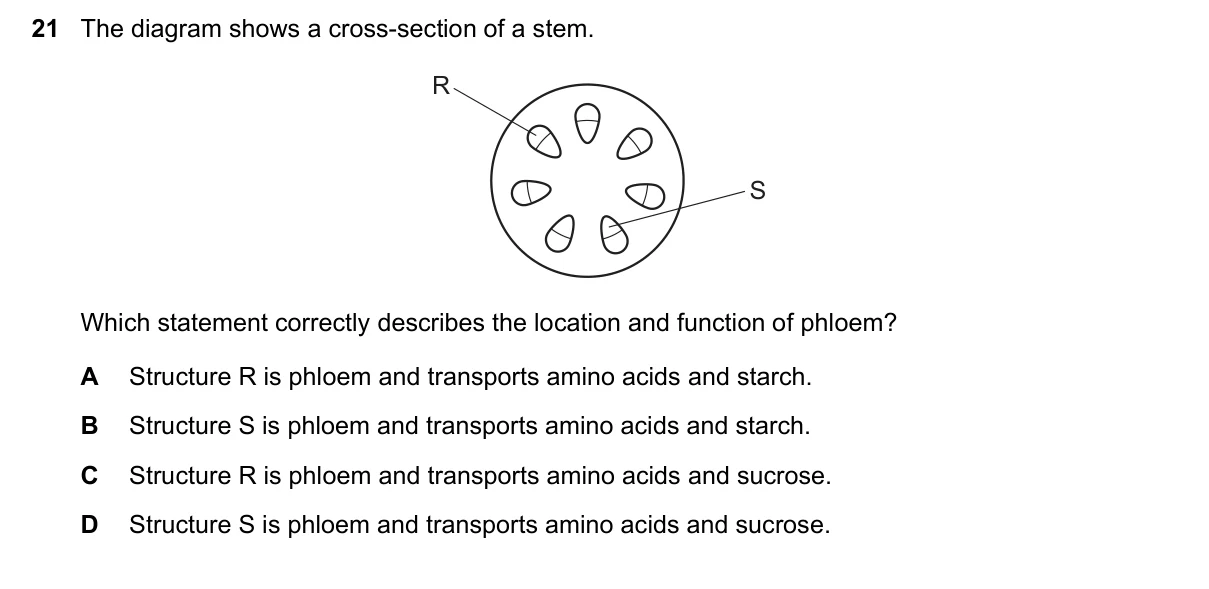 Question 21, November 2024, 0610 Paper 12