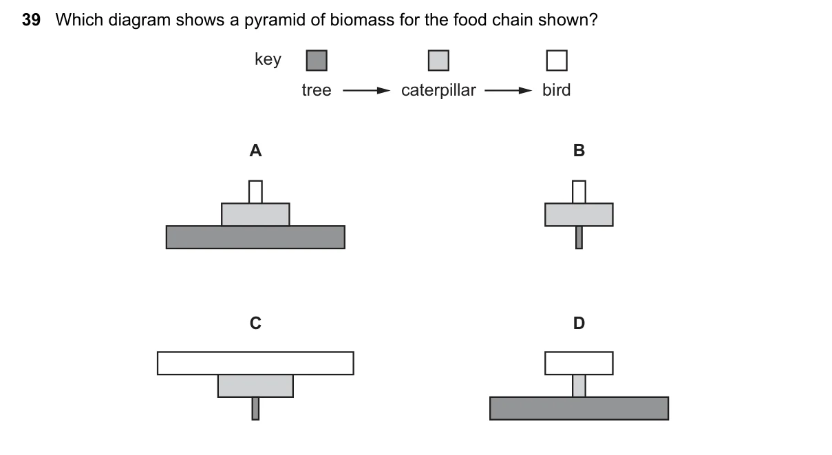 Question 39, November 2024, 0610 Paper 12